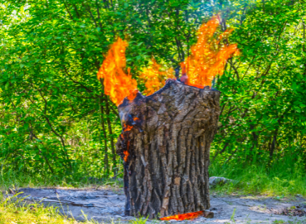 How To Burn Tree Stumps For Removal
