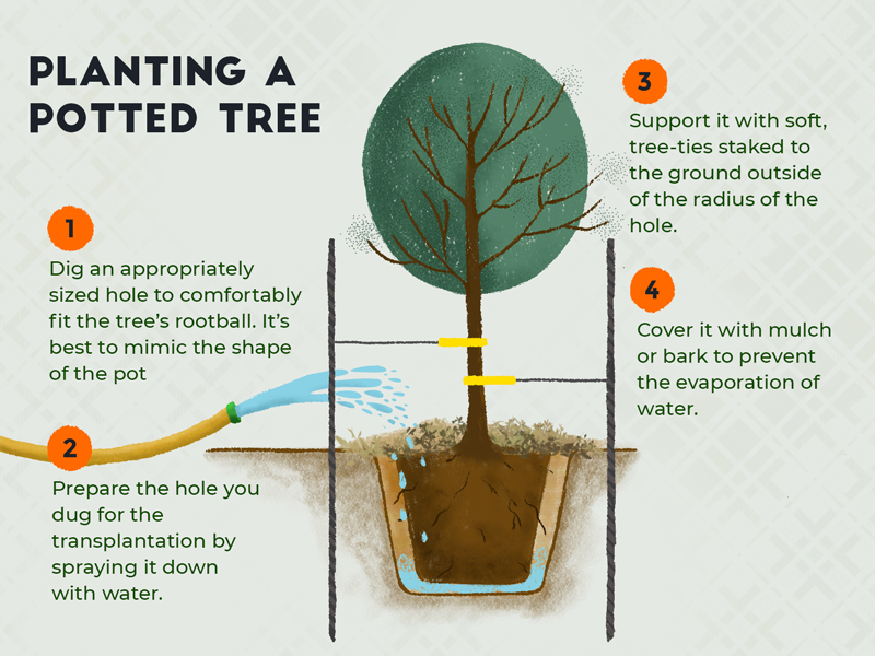 How To Transplant A Potted Tree