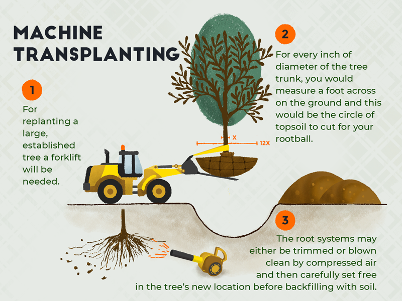 How to Transplant A Tree With A Machine