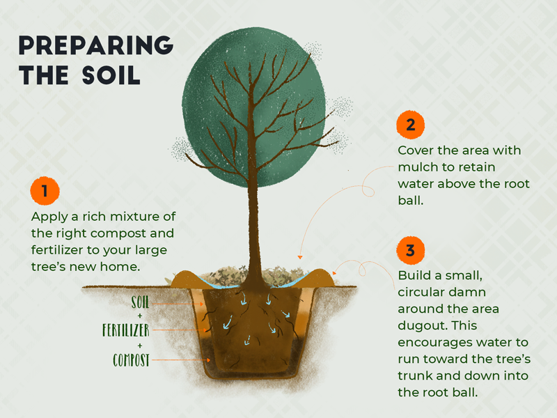 How to Prepare Soil To Accept a Tree Transplant