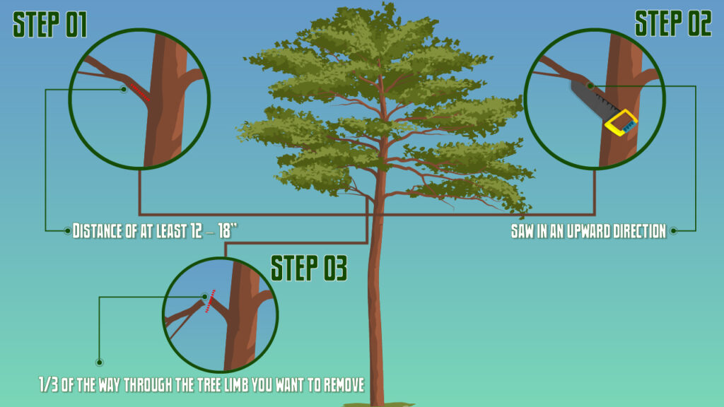 3 Steps For Trimming A Tree Branch