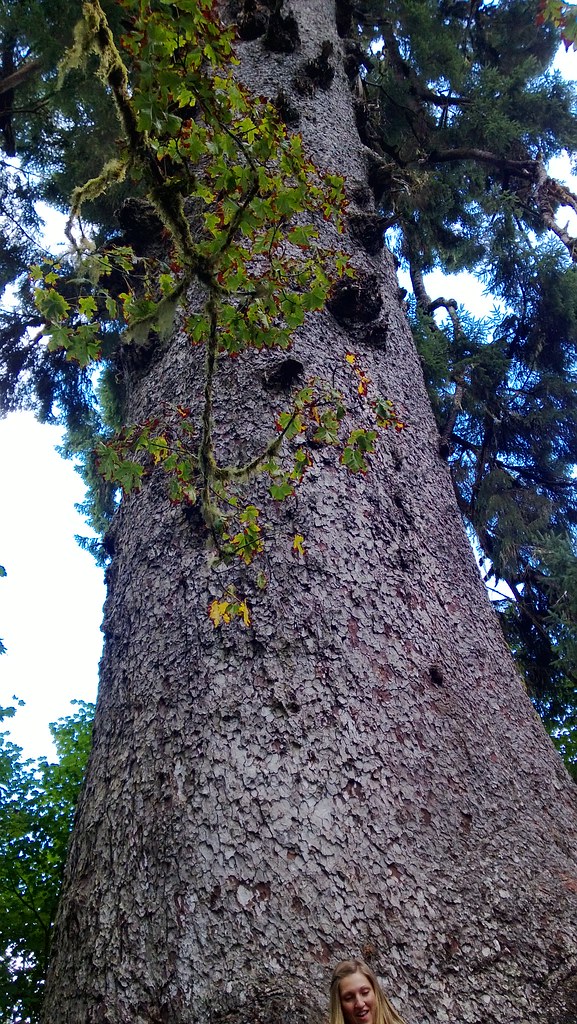 Tall tree with moss growing on it
