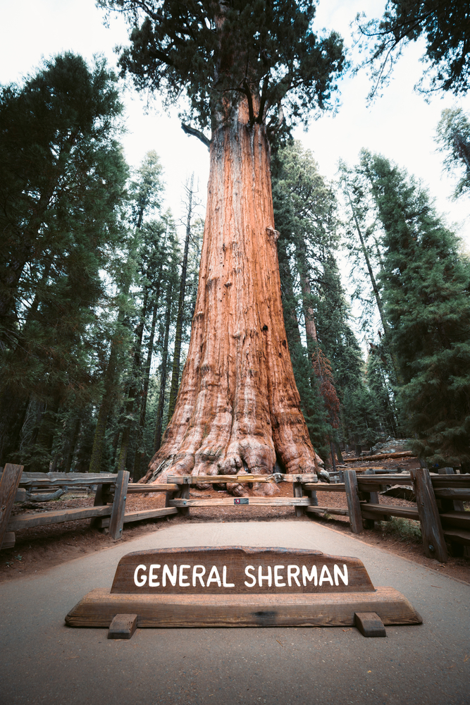 General Sherman – Famous Giant Tree