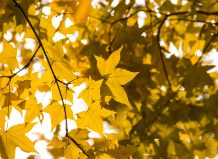 Yellowing Leaves on Oak Tree