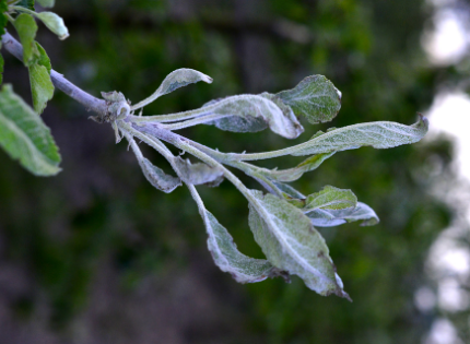 White powdery mildew on leaves