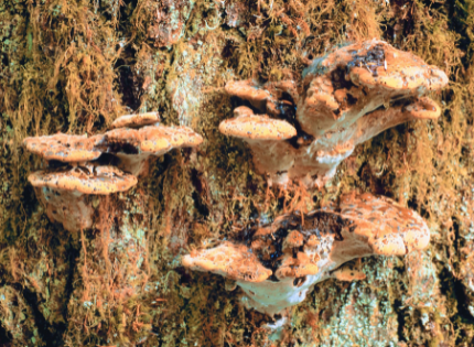 Fungal growth on tree bark