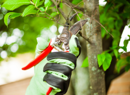 Pruning a tree
