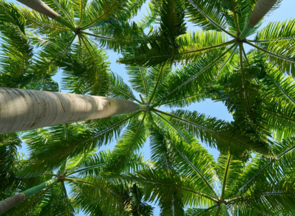 Looking up at a palm tree
