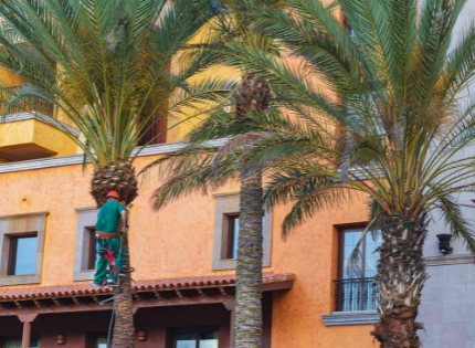 Worker taking down a palm tree