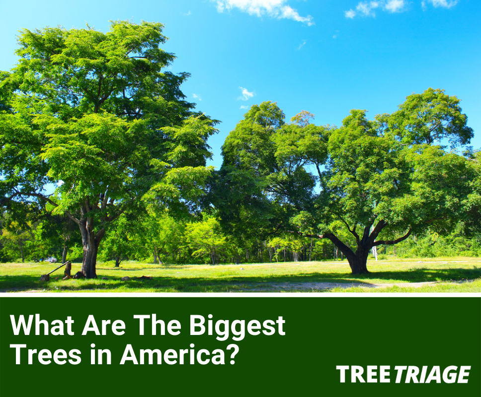 What Are The Biggest Trees In America?