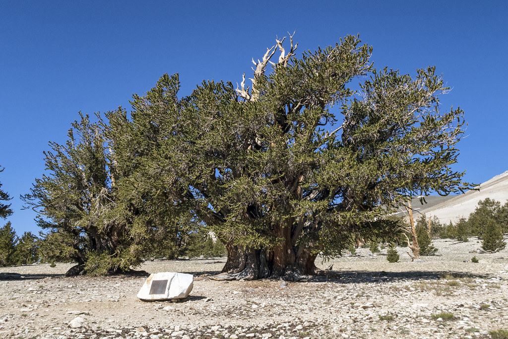Large tree in the desert