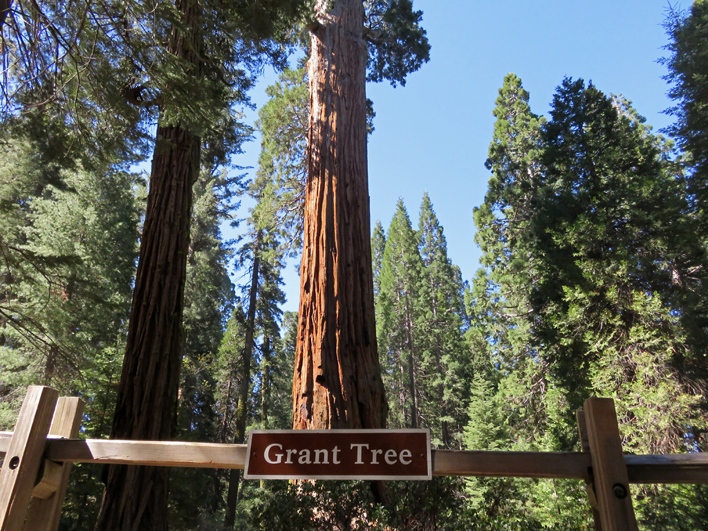 Grant Tree – Famous Large Tree